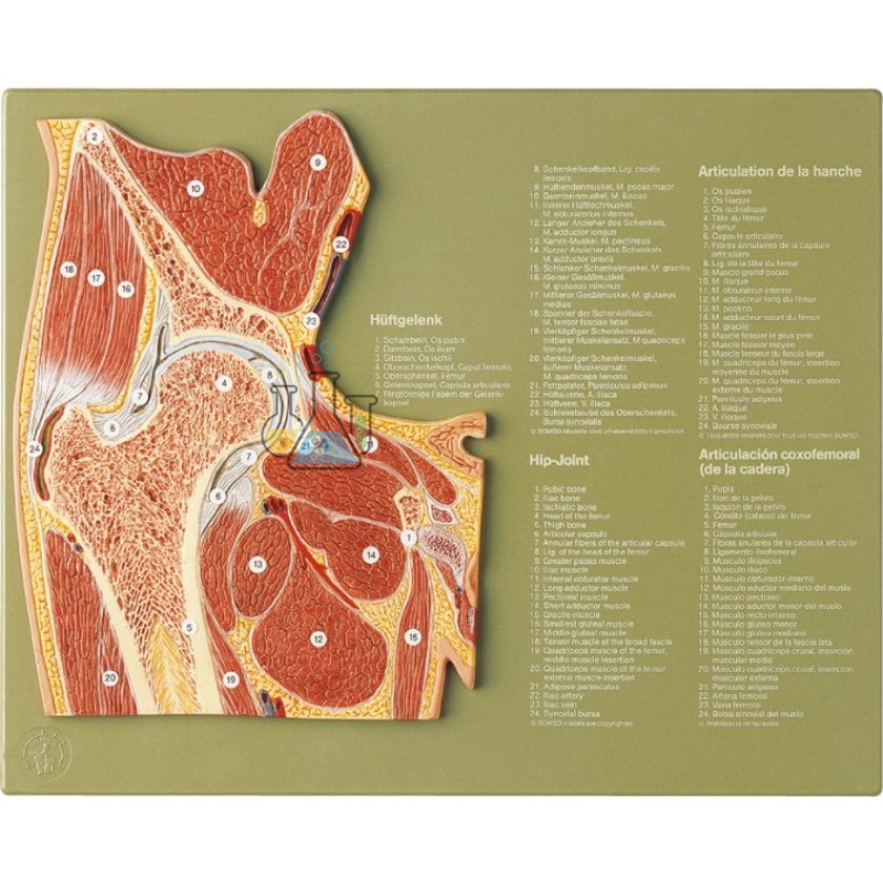 Joint Section Hip Joint Model